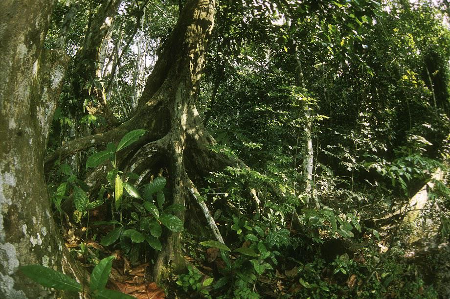 Foresta tropicale nella riserva Dzanga Sangha (foto R.Isotti, A.Cambone - Homo Ambiens/Wwf)
