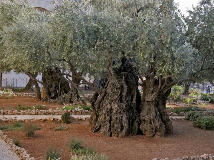 Una pianta d'ulivo (Infophoto)