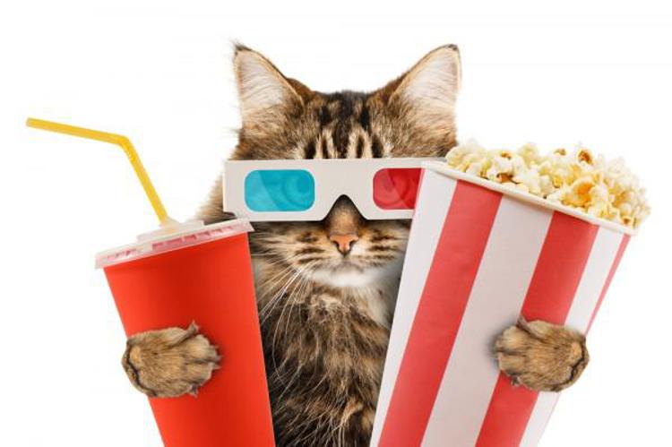 La campagna per un cinema aperto ai gatti a Londra (Foto Indiegogo/Great Kitten)