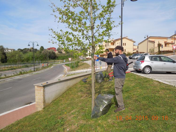 Il sindaco di Formello Sergio Celestino durante la potatura degli alberi 