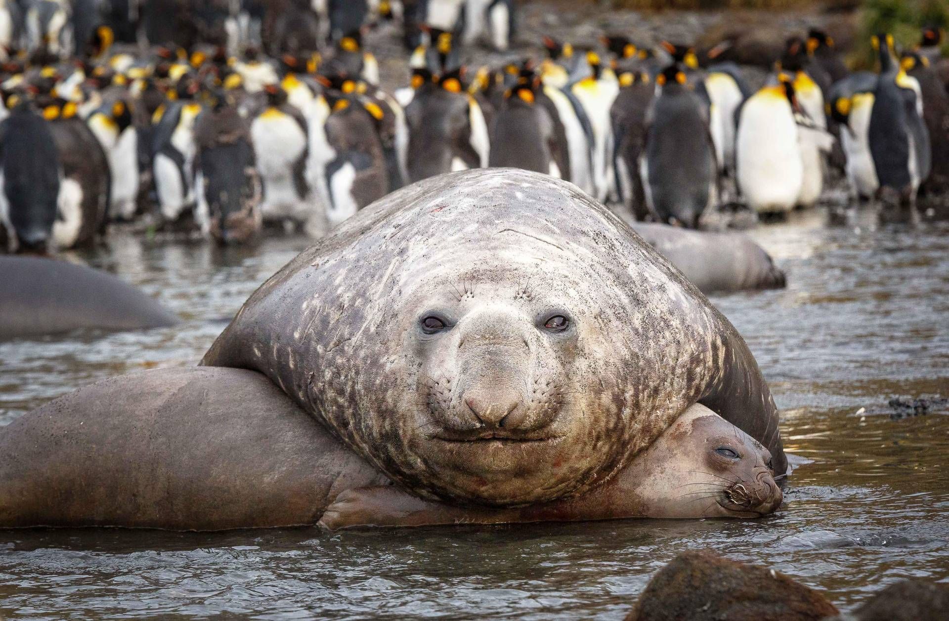 Sex On The Beach Il Leone Marino Con Una Delle Sue Cento Concubine