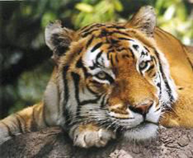 Animali: censimento Wwf, torna a crescere popolazione tigre siberiana