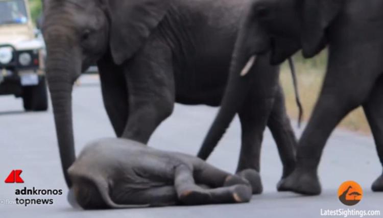 La famiglia di pachidermi accorre in aiuto del piccolo elefantino svenuto