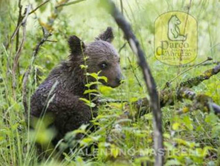 Trovato cucciolo di orso nel Parco nazionale d'Abruzzo, si cerca la mamma