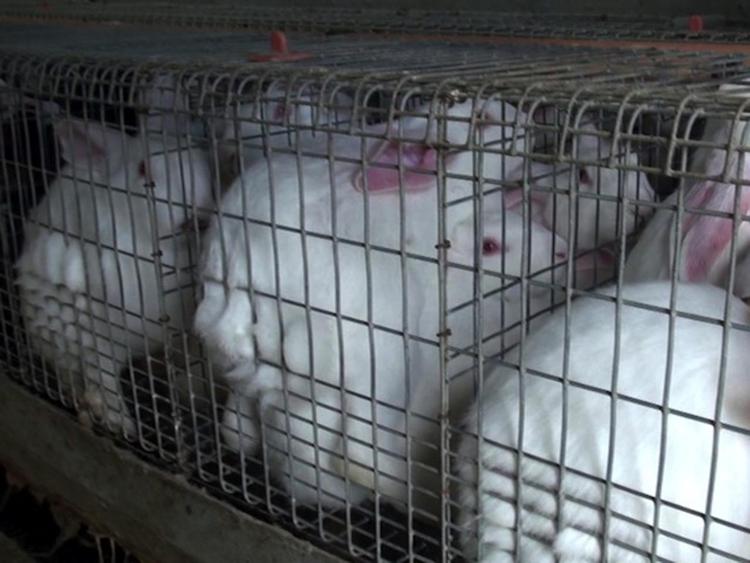 Animali: 'Stop gabbie intensive', interrogazione Realacci su allevamento conigli