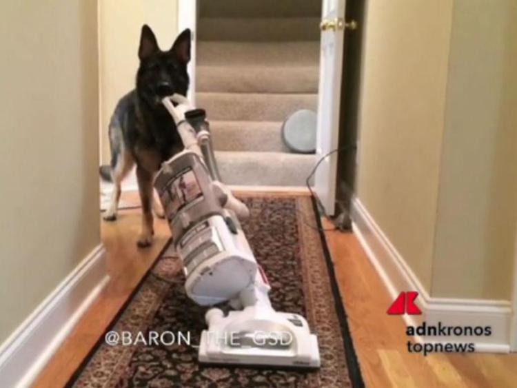 Il cane Baron impegnato nelle faccende domestiche