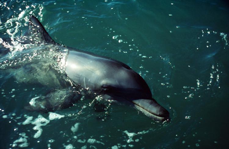 Una vera 'conversazione' fra due delfini registrata da scienziati russi