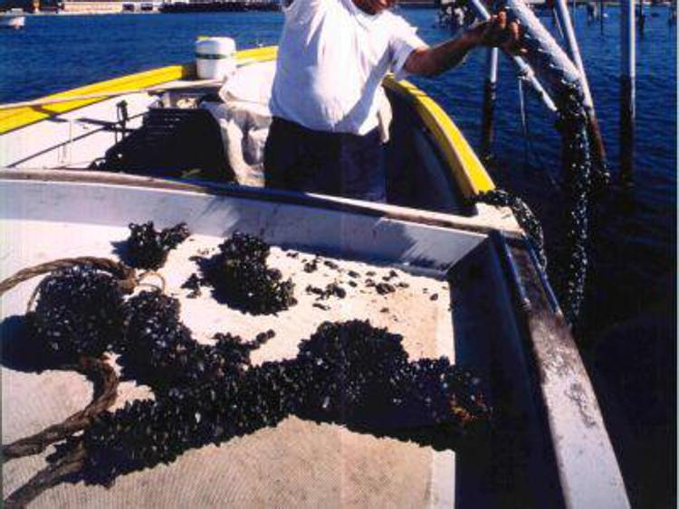 Pesca: Bellanova, accordo cig in deroga per lavoratori settore