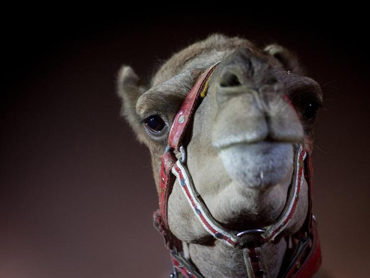 Nella foto un cammello (Xinhua)