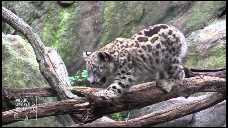 Animali: Sardegna, trovato leopardo scappato, era vicino allo zoo privato