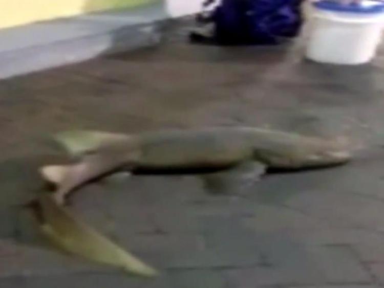 Cerca di vendere uno squalo vivo nel posteggio di un supermercato in Florida