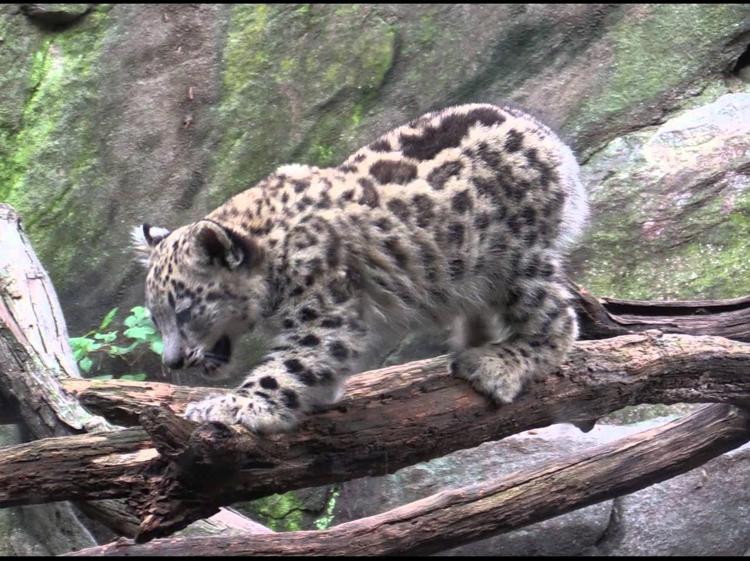Pakistan: Islamabad chiede a New York restituzione leopardo delle nevi