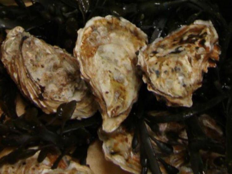 Ambiente: ostriche a rischio con oceani 'acidi', elettricità per salvarle