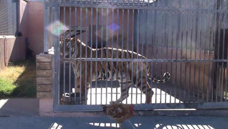 Animali: Lav, trasferire subito quelli dello zoo sequestrato a Guspini