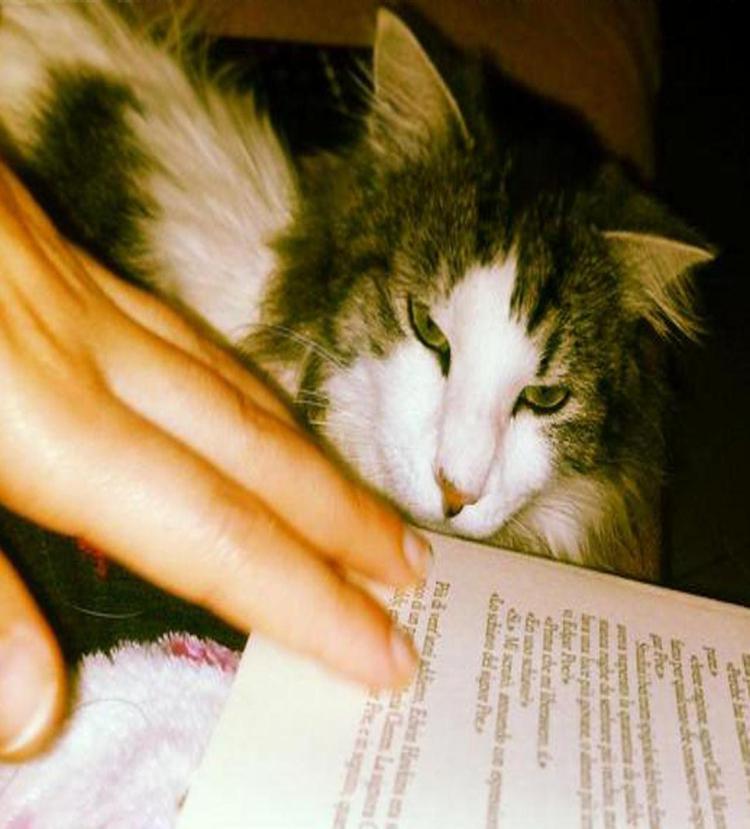 Una delle prime foto pubblicate su Twitter per la campagna Books and Pets, l'ha inviata Annalisa Scaglione, con la didascalia: Ho un gatto intellettuale