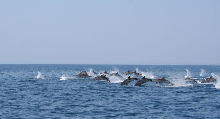 Mare: scienziati studiano balene e delfini su tratta Cagliari-Palermo