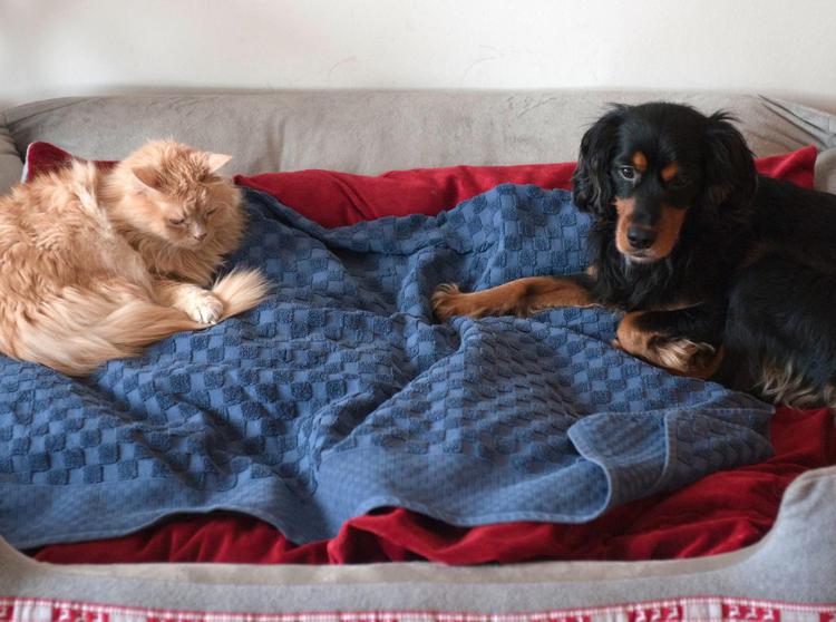 Gatto e cane nella loro cuccia (Infophoto)