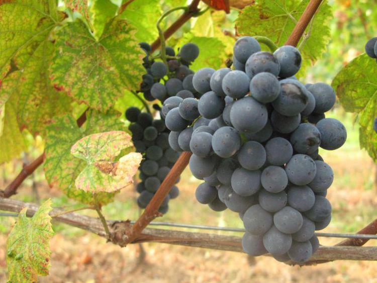 Friuli Venezia Giulia: in arrivo 3 mln euro da Ue per promozione vino