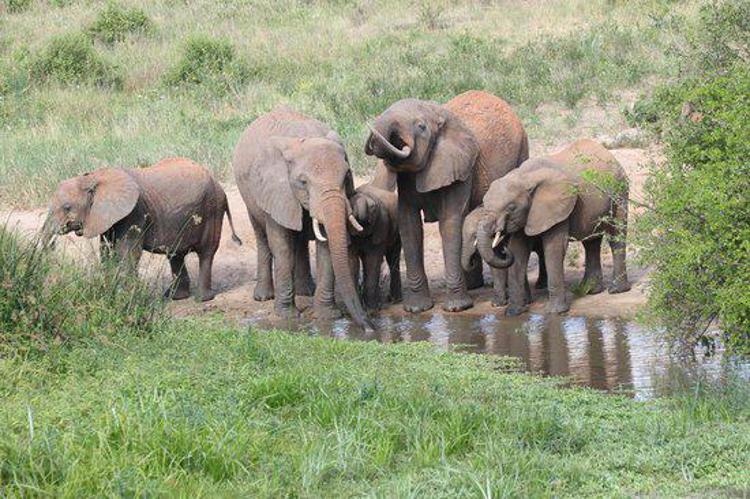 Elephant kills Italian tourist in Kenya