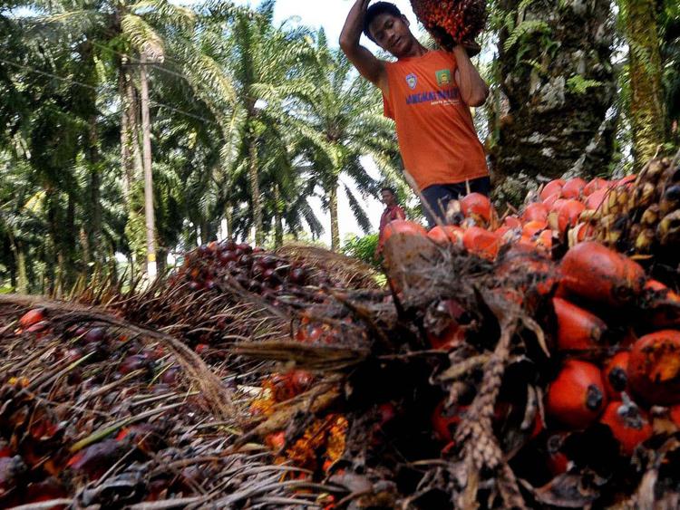 Contrordine su olio di palma, nessun legame con diabete