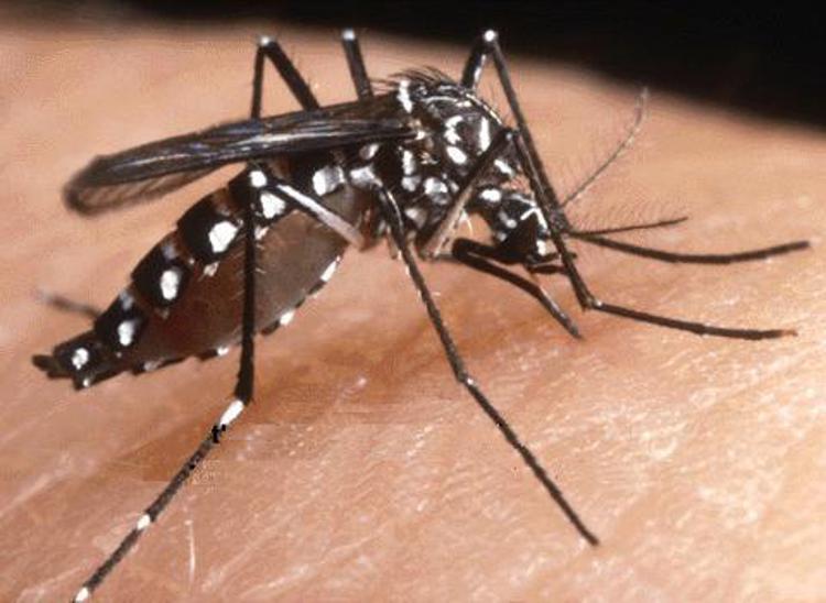 Droni nuova arma contro le zanzare, trappole volanti anti-epidemie
