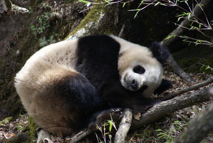 Panda Cinese - Foto Fuwen Fei 