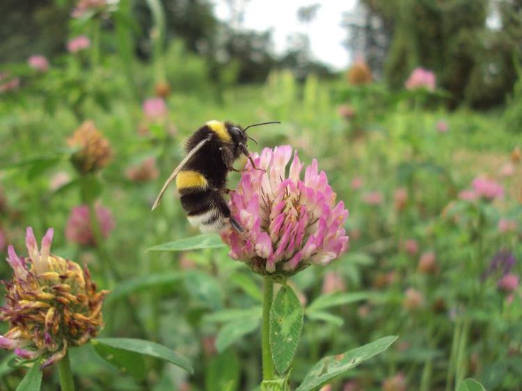 Vino: con 'Operation Pollinator' Chianti Colli Fiorentini punta a biodiversità