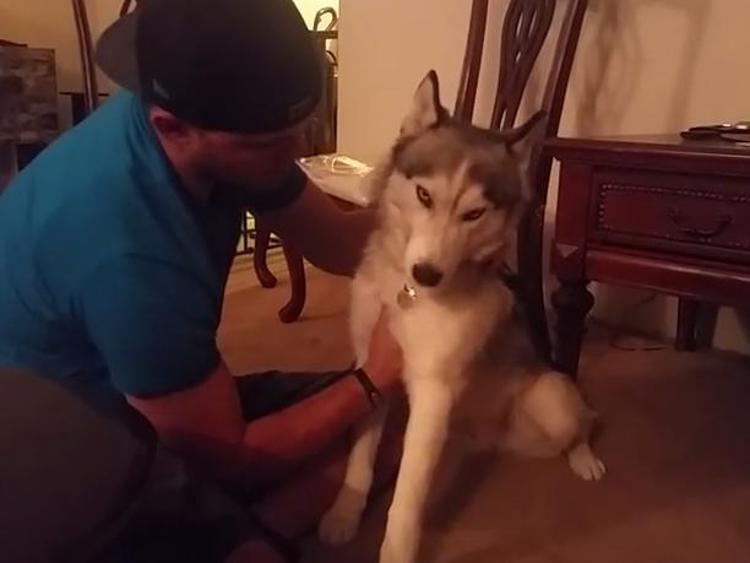Un husky si mangia un krispie alla marijuana, gli effetti sono devastanti /Video