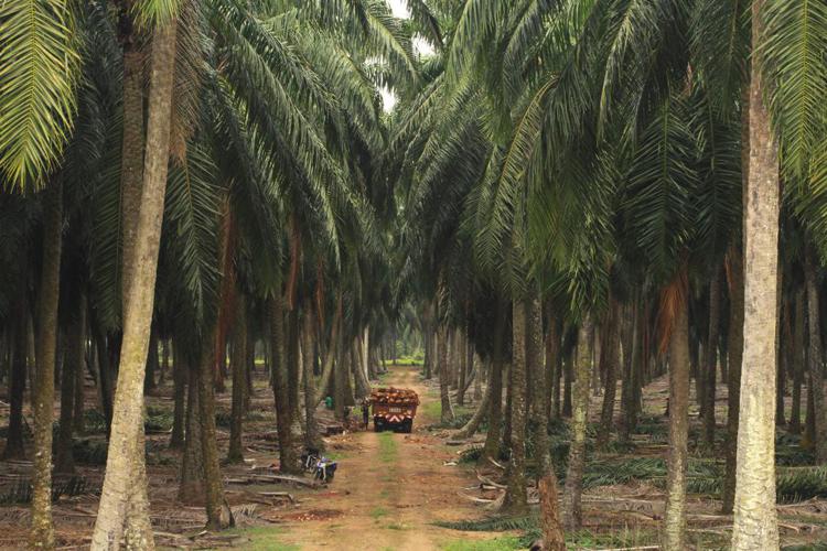 Alimenti: quando l'olio di palma sfratta gli orango/Focus
