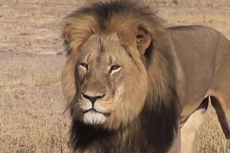 'Giustizia per Cecil': da Ricky Martin a Mia Farrow, vip contro il dentista che ha decapitato il leone