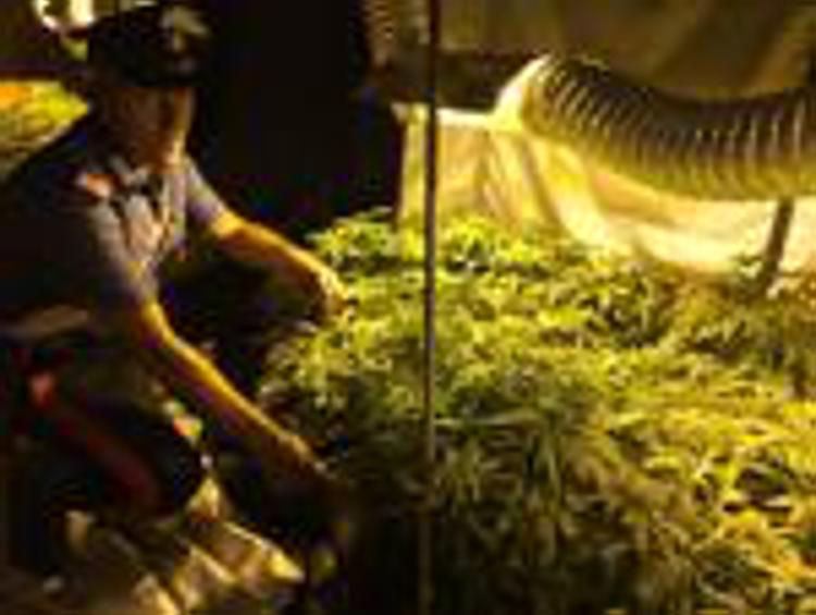 Roma: 70 piante di marijuana e oltre 1,5 kg hashish, 2 arresti