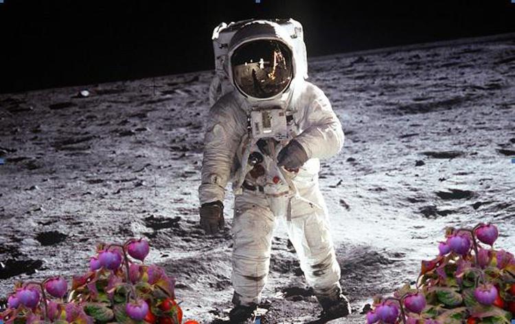 Spazio: verdure fresche in orbita, progetto Enea per l'orto degli astronauti