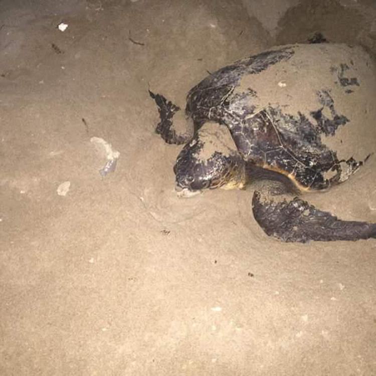 Animali: a Sciacca nuovi nidi di tartaruga marina