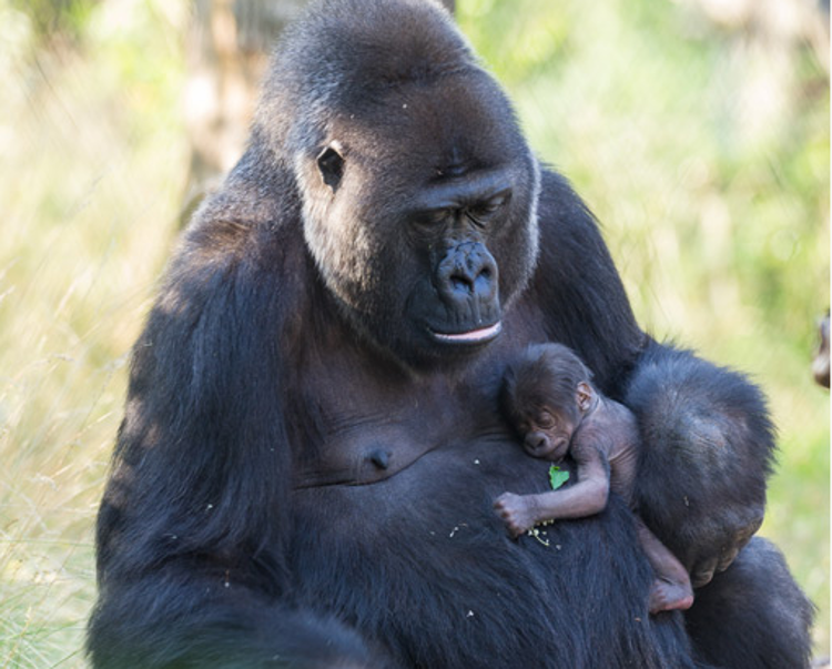 (Foto dal sito dello Zoo di Basilea)