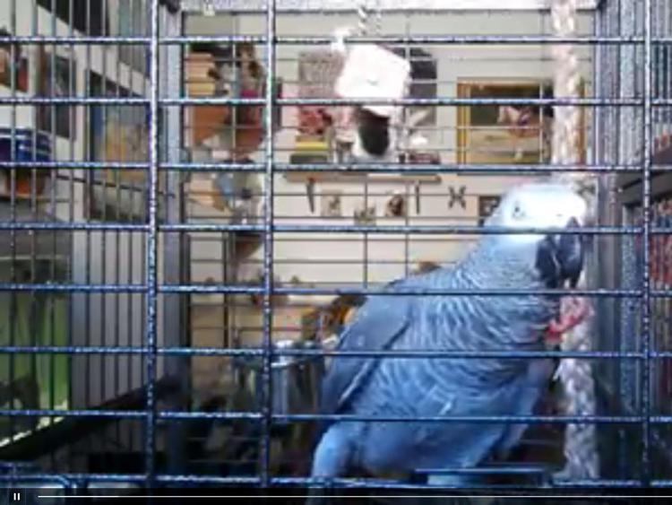 Su Fb il pappagallo Dante che 'parla' dialetto salentino /Video