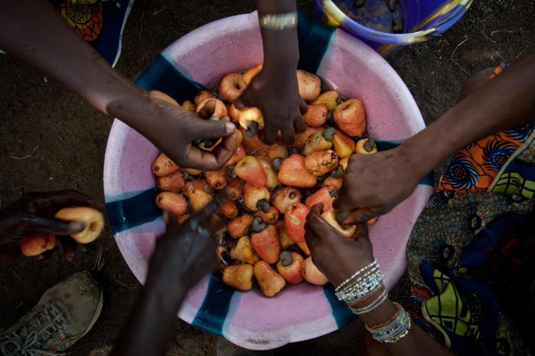 Kalamba (Sierra Leone), si separano il frutto dalla noce di anacardio.