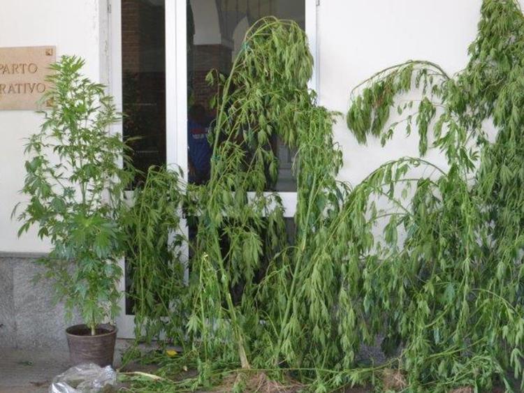 Tra i pomodori coltivava piante di marijuana alte due metri, arrestato