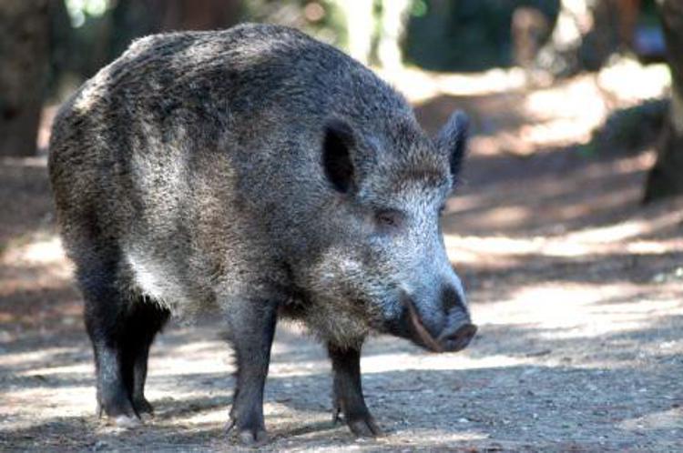 'Wild boar victim' killed in hunting accident