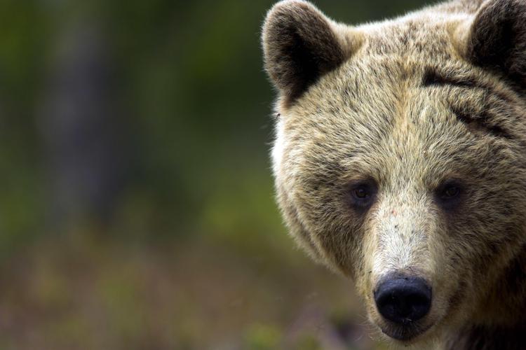 Un orso (foto infophoto) - INFOPHOTO