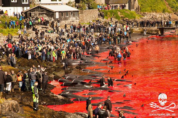 Isole Faroe: anche un'italiana colpevole di aver interferito con massacro cetacei