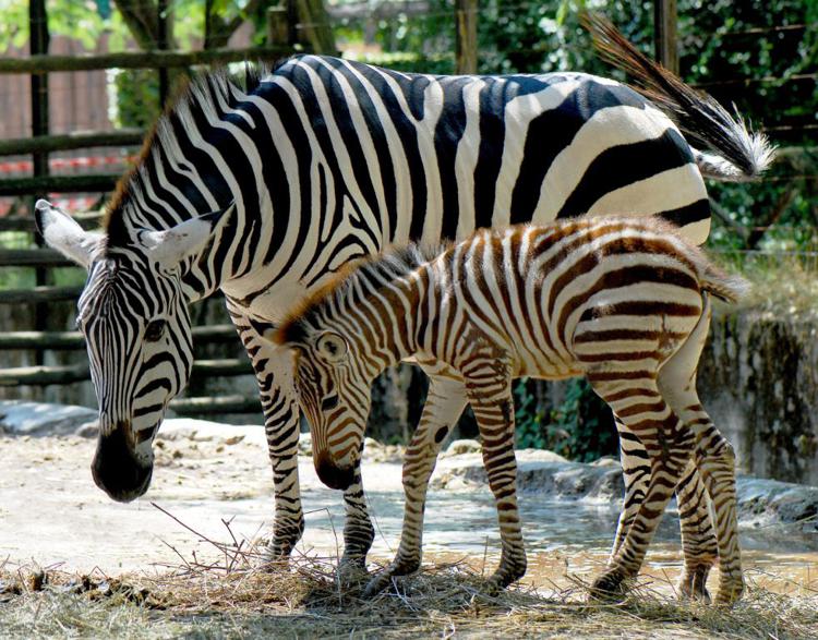 Animali: zebre a strisce ma non per difendersi, mistero irrisolto