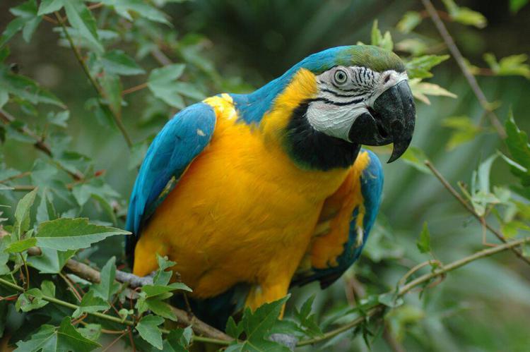 Animali: una foresta per i pappagalli a rischio, è la voliera più grande d'Italia