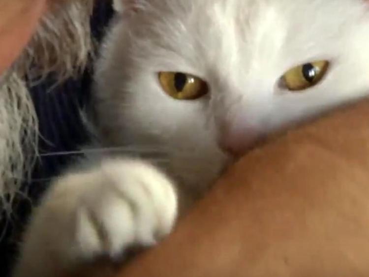 Il gatto Oki tra le braccia del proprietario