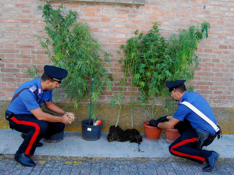 Le piante di marijuana sequestrata dai carabinieri ad Argelato 