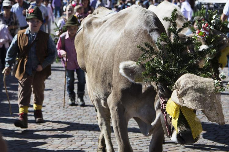 Trentino: valle in festa per la 'desmontegada', gli animali tornano dall'alpeggio