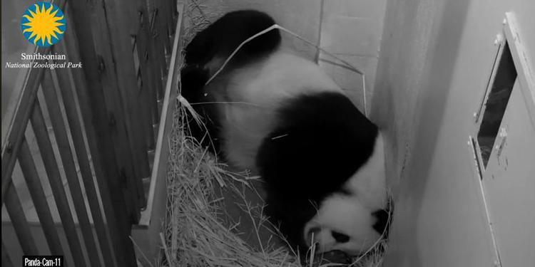 (Foto dalla webcam del National Zoo)