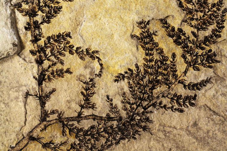 Ricerca: identificati resti fossili del 'primo fiore' sulla Terra