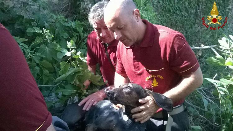 Vicenza: vigili fuoco Lonigo salvano cane finito in una vasca d'acqua