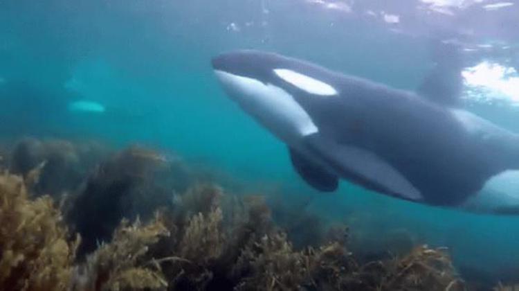 Nuotare con le orche, in Nuova Zelanda l'incontro ravvicinato di uno studente/Video