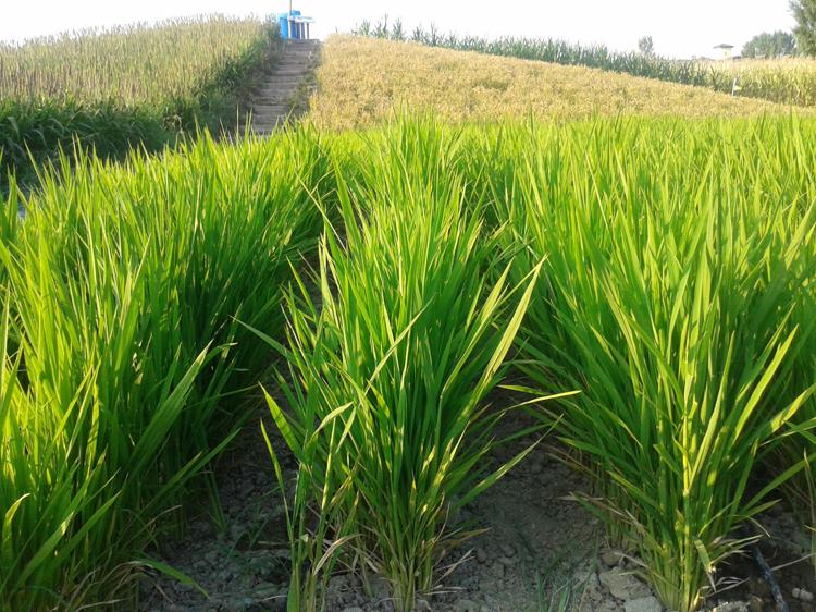 Agricoltura: troppa acqua per il riso, la soluzione è l'irrigazione a goccia